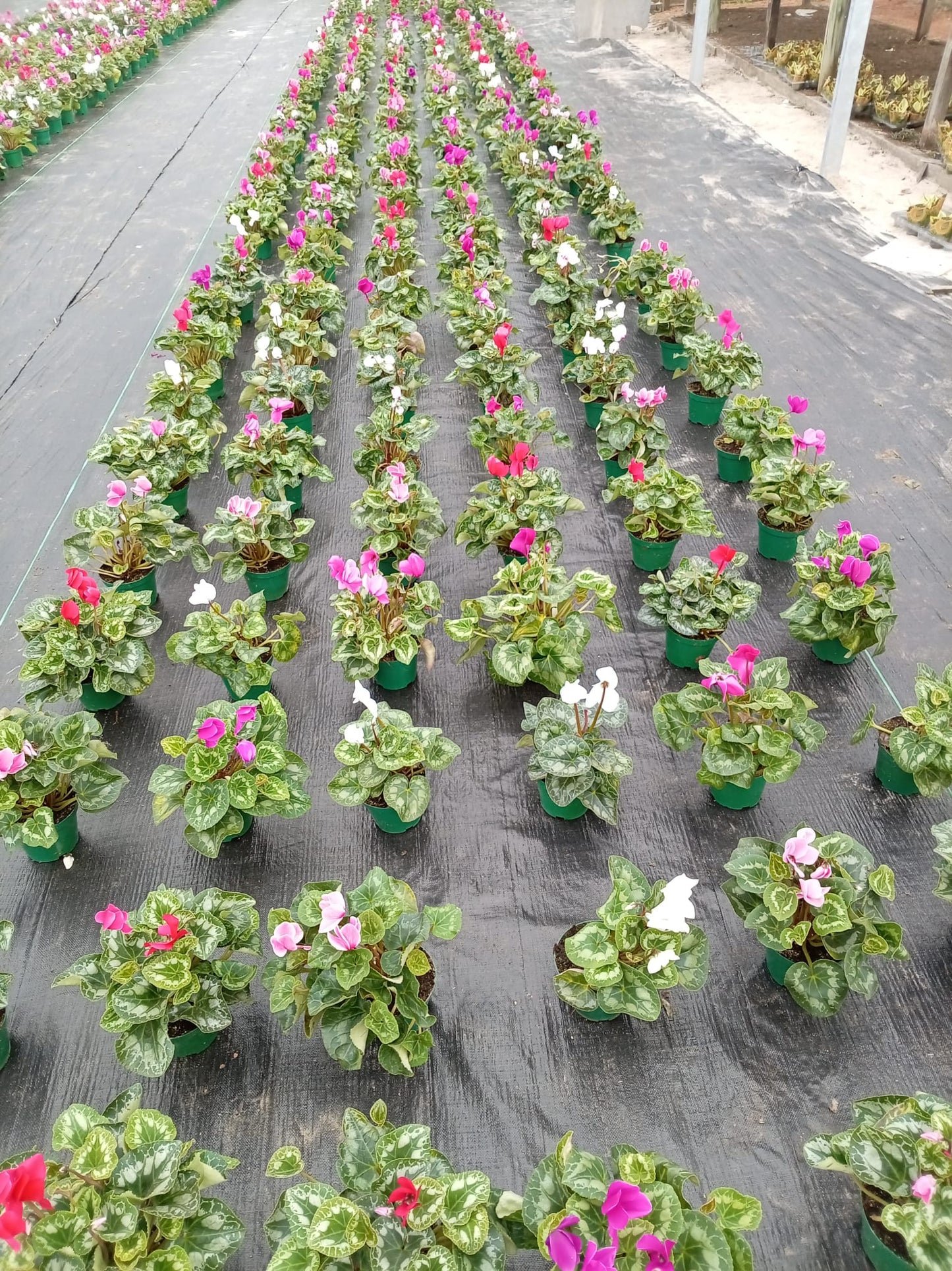 Violeta de los Alpes – Planta de Interior con Flor