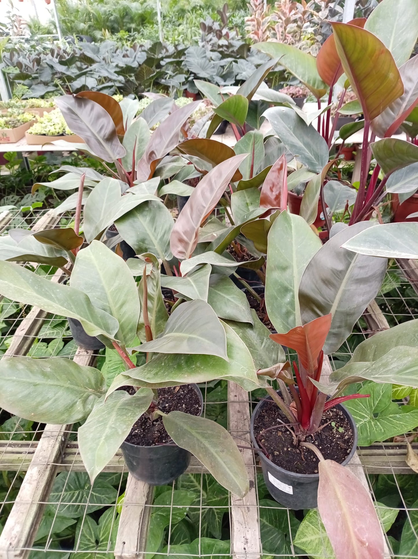 Philodendro Rojo Congo – Planta de Interior de Follaje Rojizo