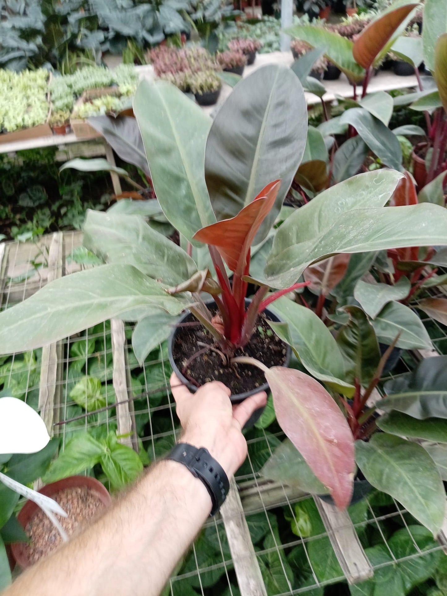 Philodendro Rojo Congo – Planta de Interior de Follaje Rojizo