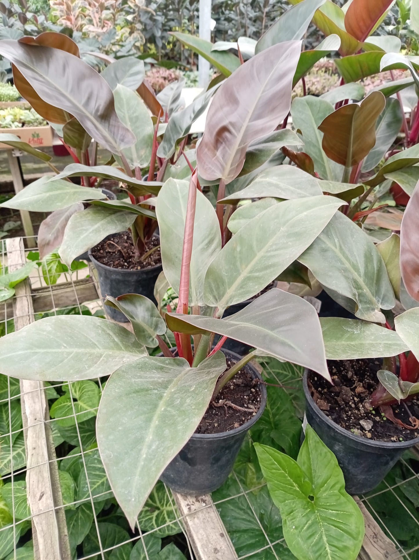 Philodendro Rojo Congo – Planta de Interior de Follaje Rojizo
