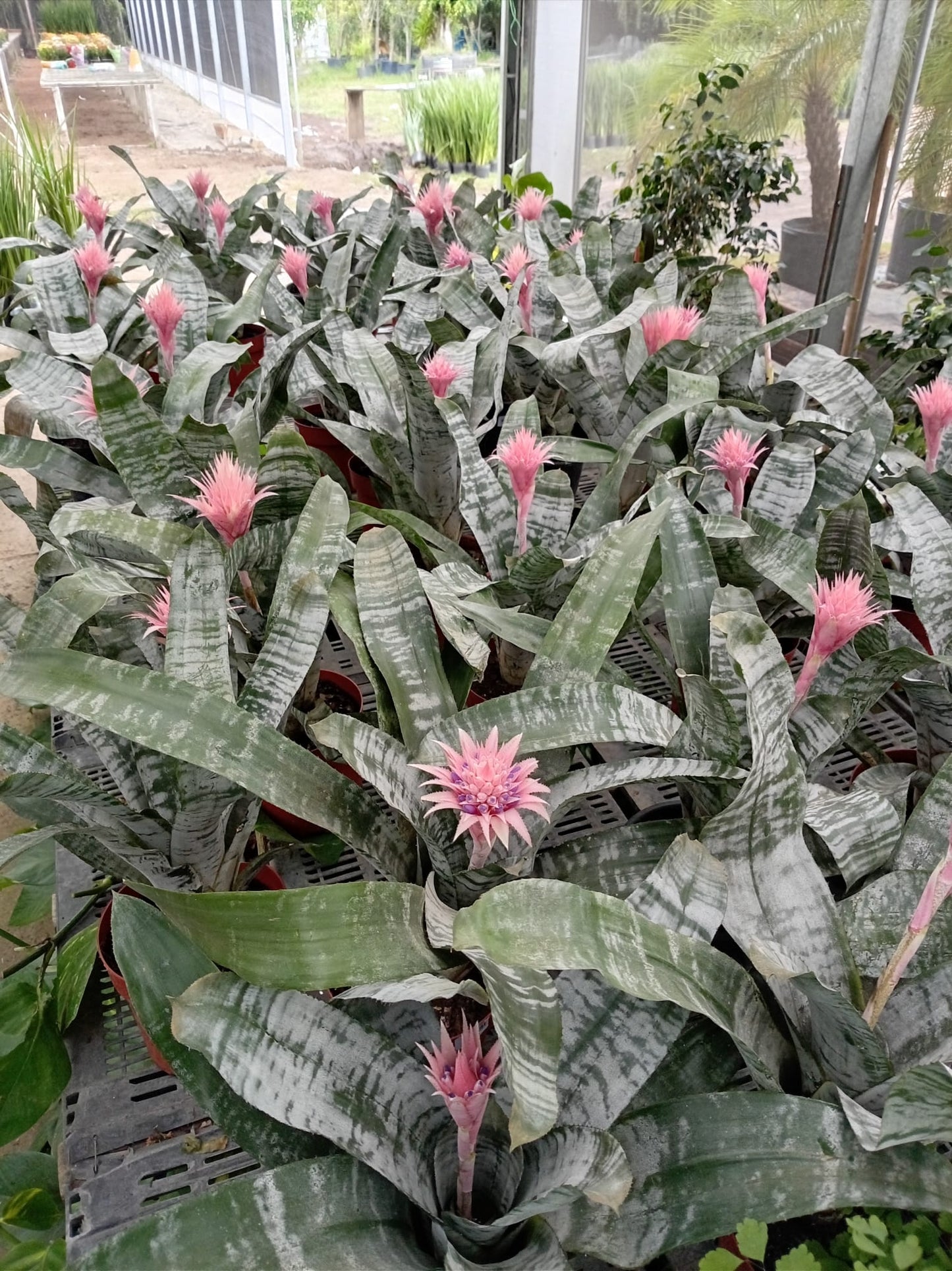 Bromelia Aechmea – Planta de Interior con Flor Exótica