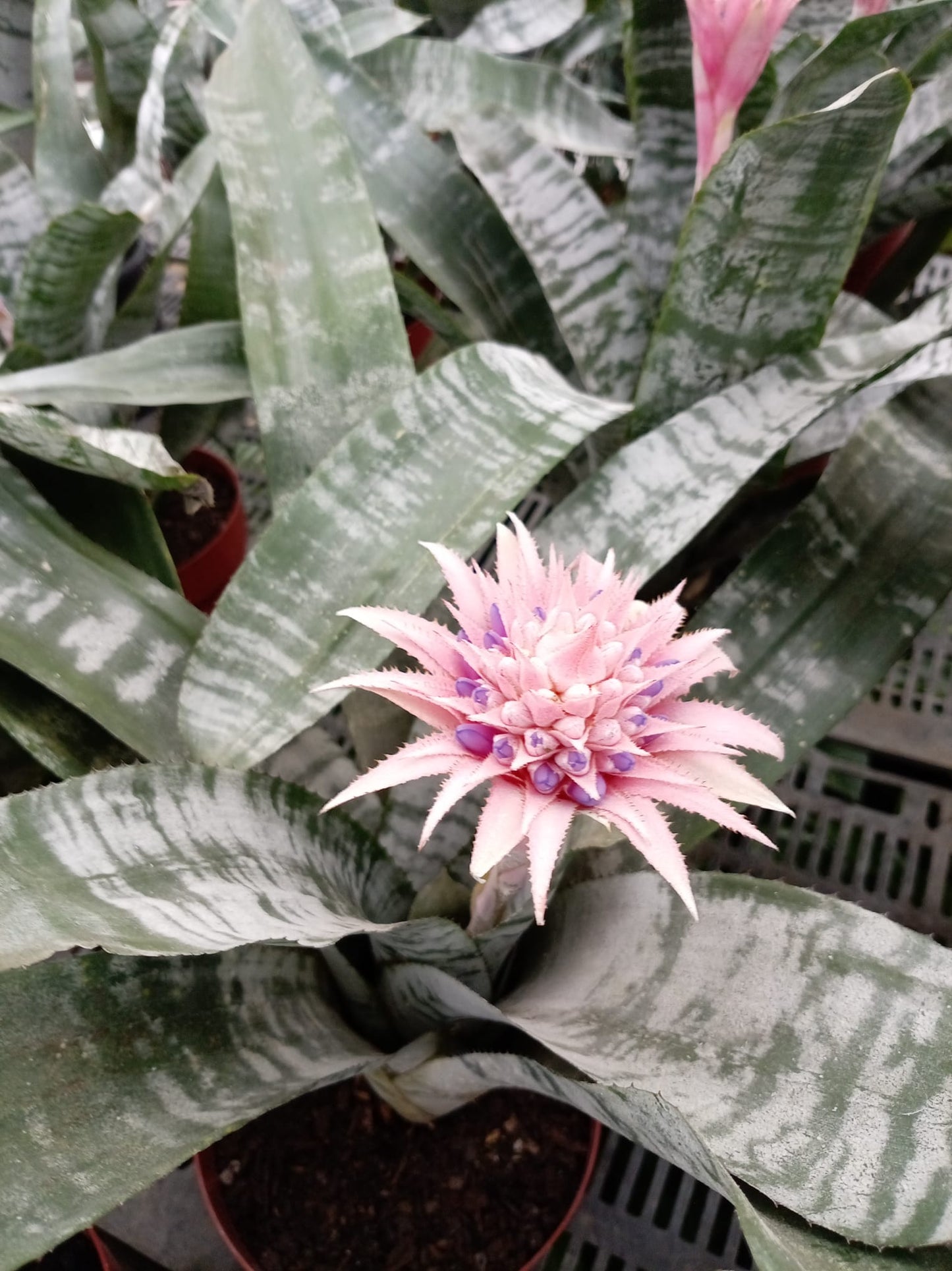 Bromelia Aechmea – Planta de Interior con Flor Exótica