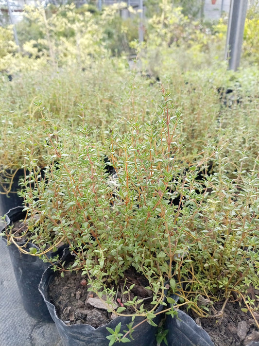 Tomillo – Aromática para Cocina y Huerta