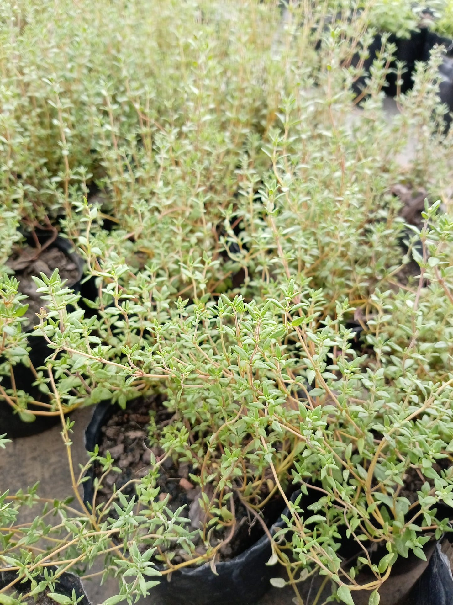 Tomillo – Aromática para Cocina y Huerta