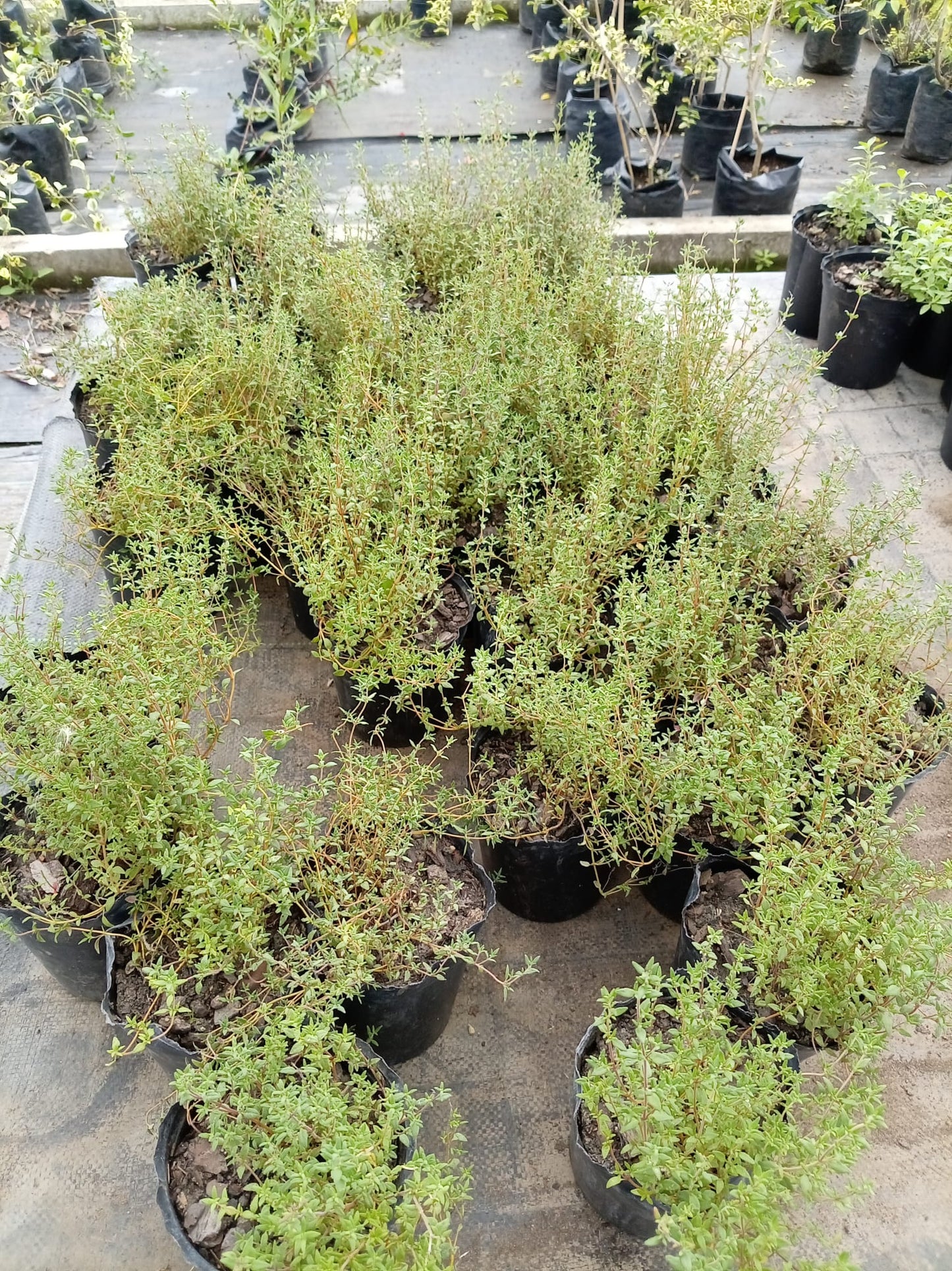 Tomillo – Aromática para Cocina y Huerta