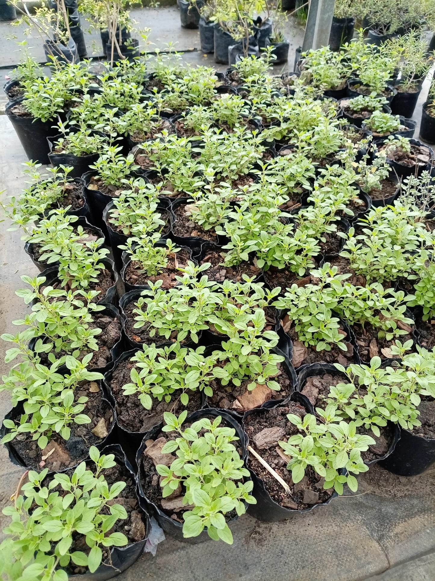 Orégano – Aromática para Cocina y Huerta