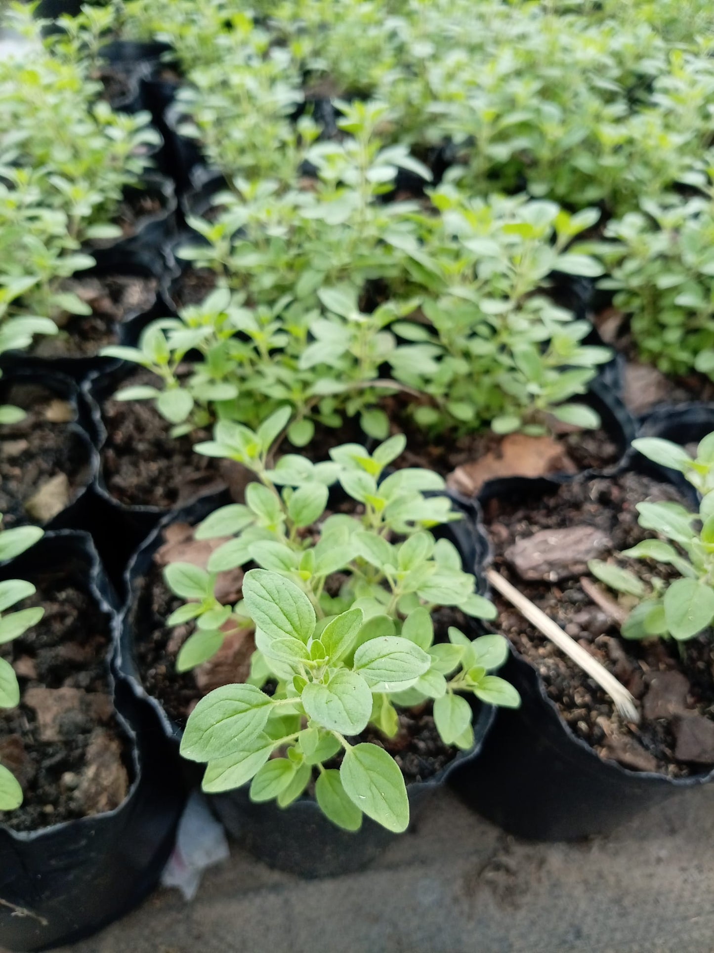 Orégano – Aromática para Cocina y Huerta