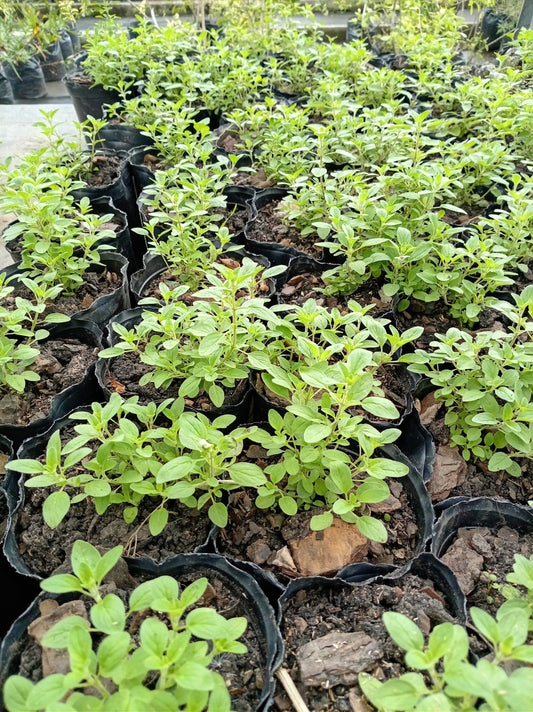 Orégano – Aromática para Cocina y Huerta