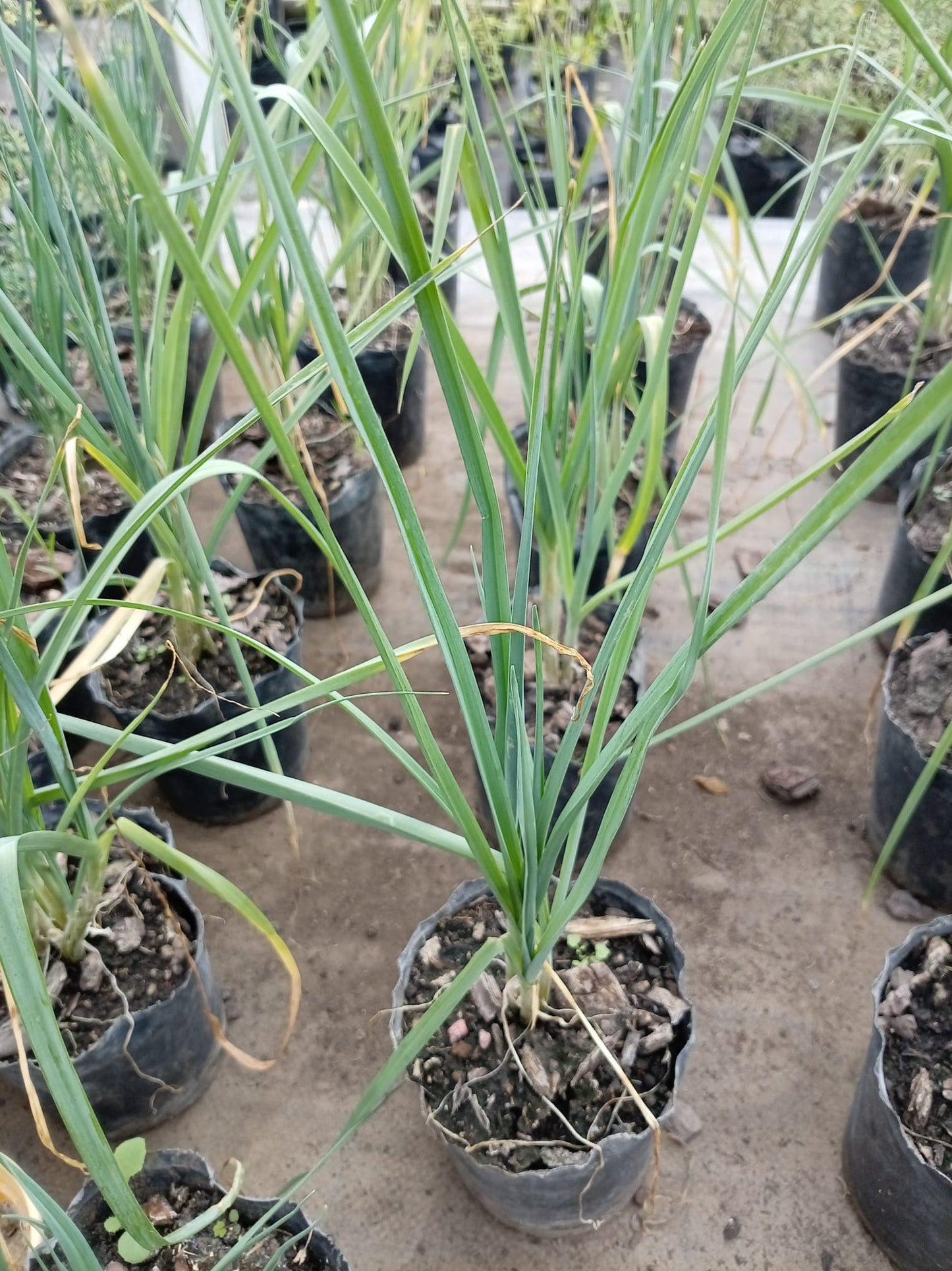 Puerro – Planta para Huerta y Cocina