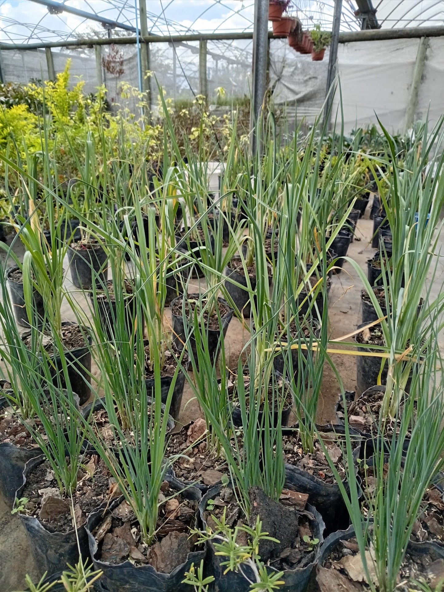 Puerro – Planta para Huerta y Cocina