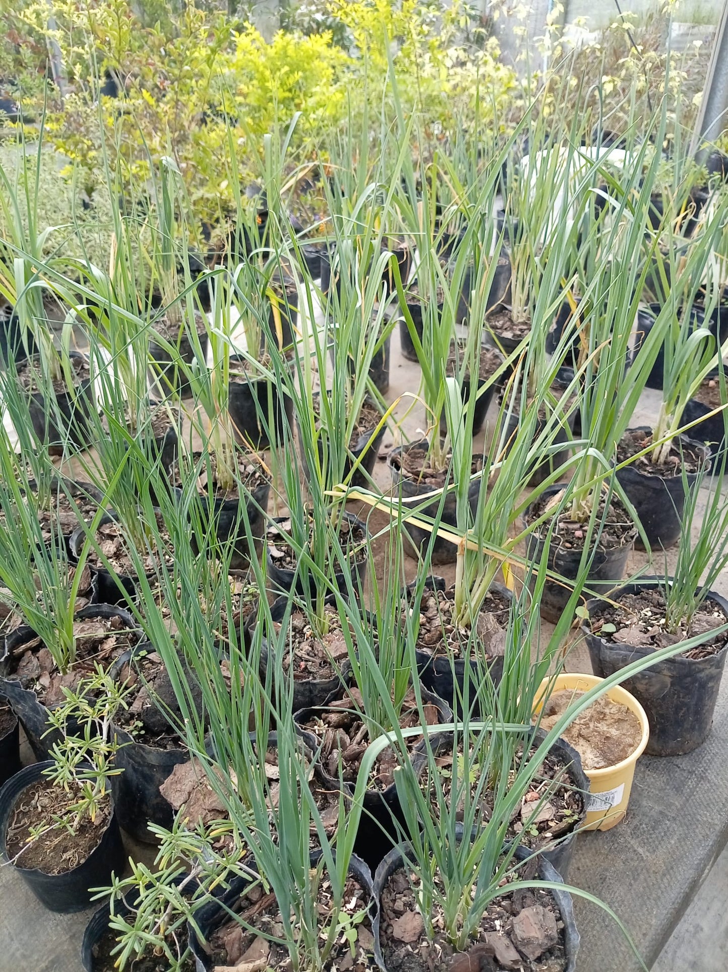 Puerro – Planta para Huerta y Cocina