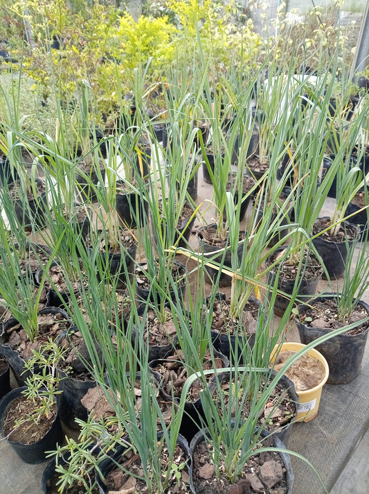Puerro – Planta para Huerta y Cocina