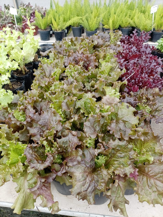 Lechuga Crespa Morada – Planta para Huerta