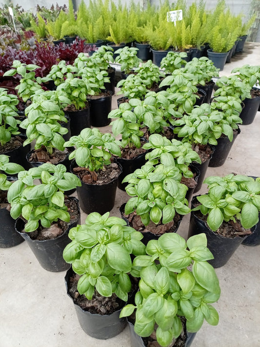 Albahaca – Aromática Fresca para Cocina y Huerta