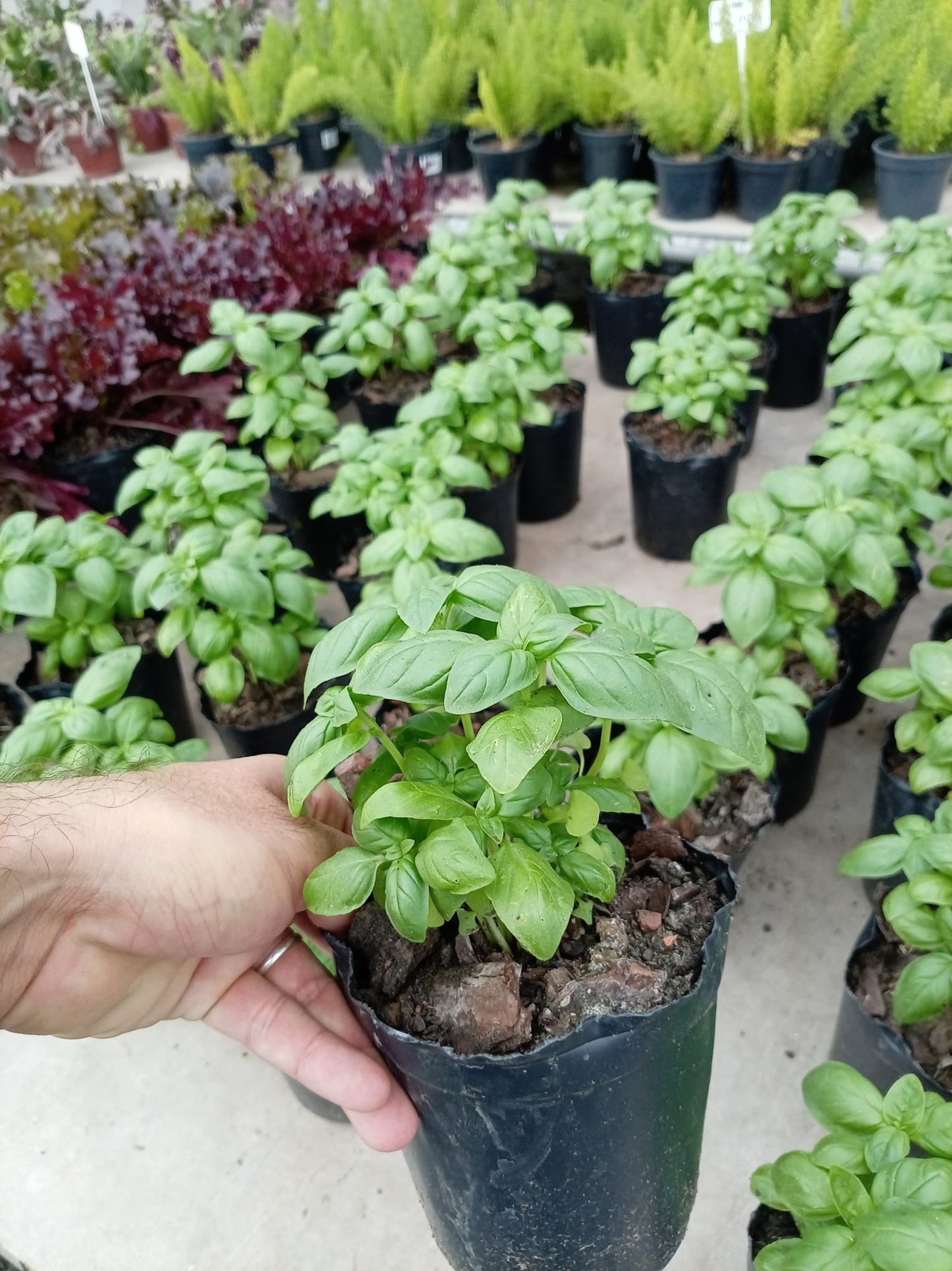 Albahaca – Aromática Fresca para Cocina y Huerta