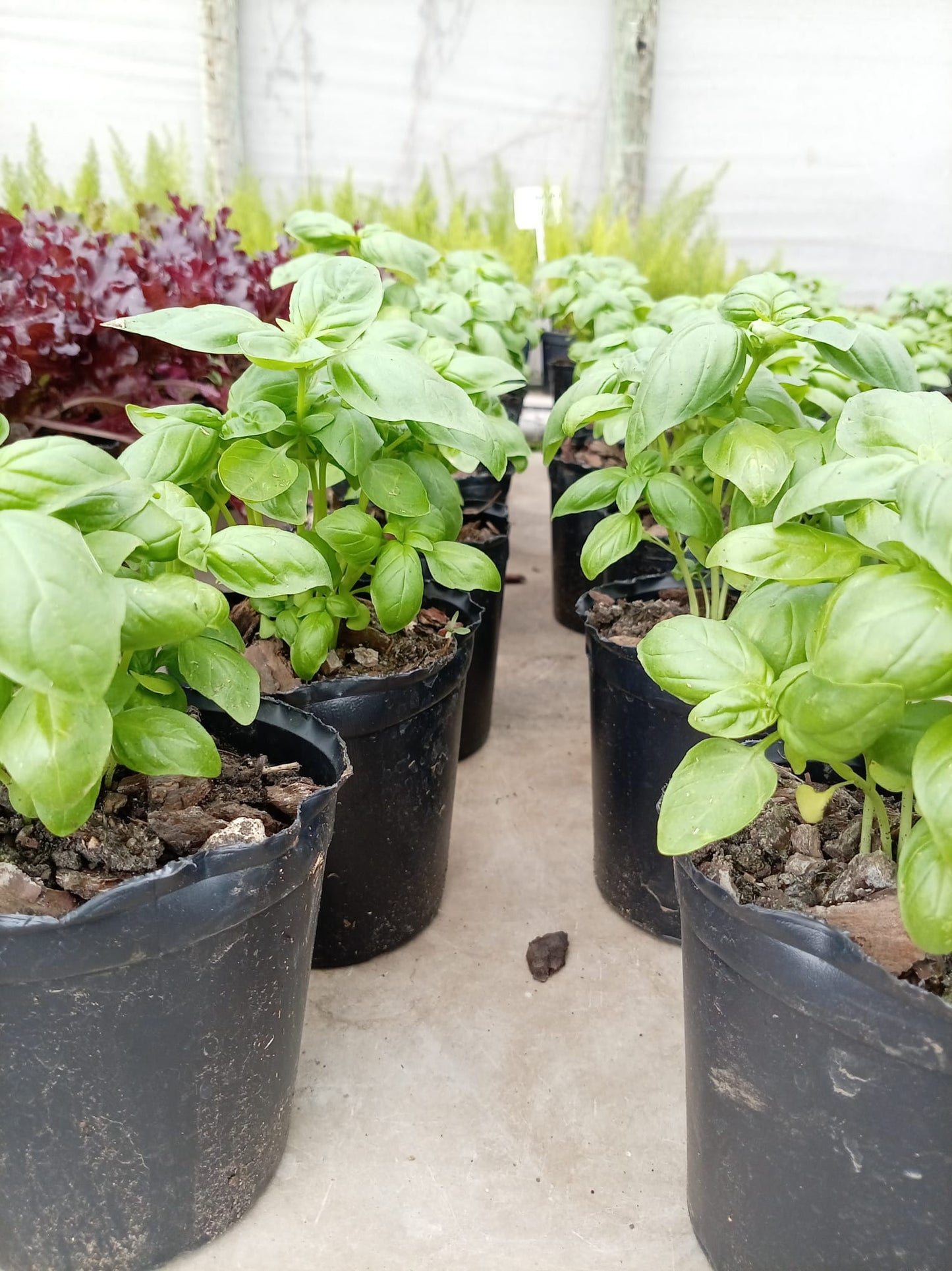 Albahaca – Aromática Fresca para Cocina y Huerta