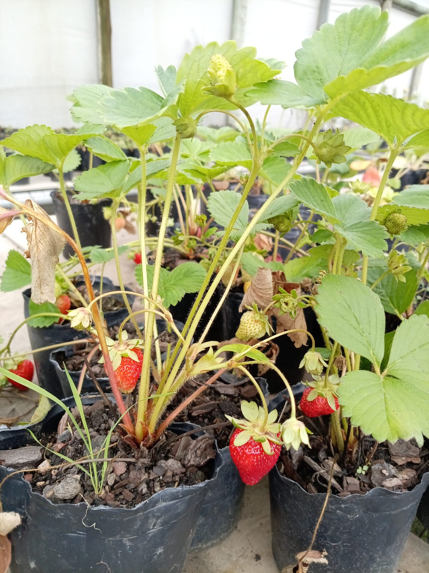 Frutilla – Planta para Huerta y Balcón