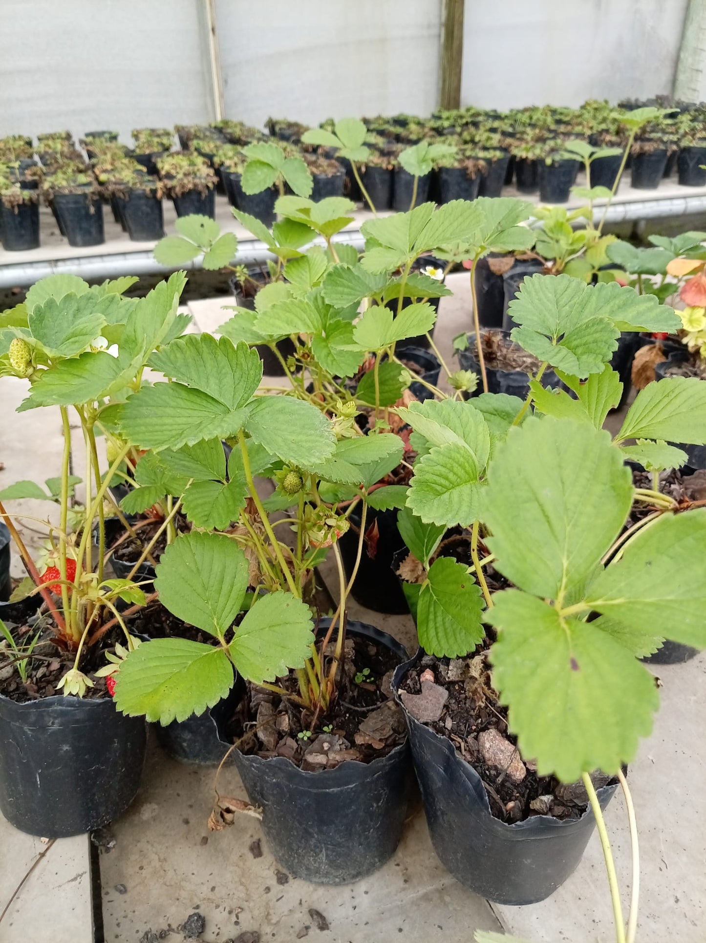 Frutilla – Planta para Huerta y Balcón