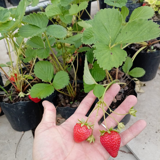 Frutilla – Planta para Huerta y Balcón
