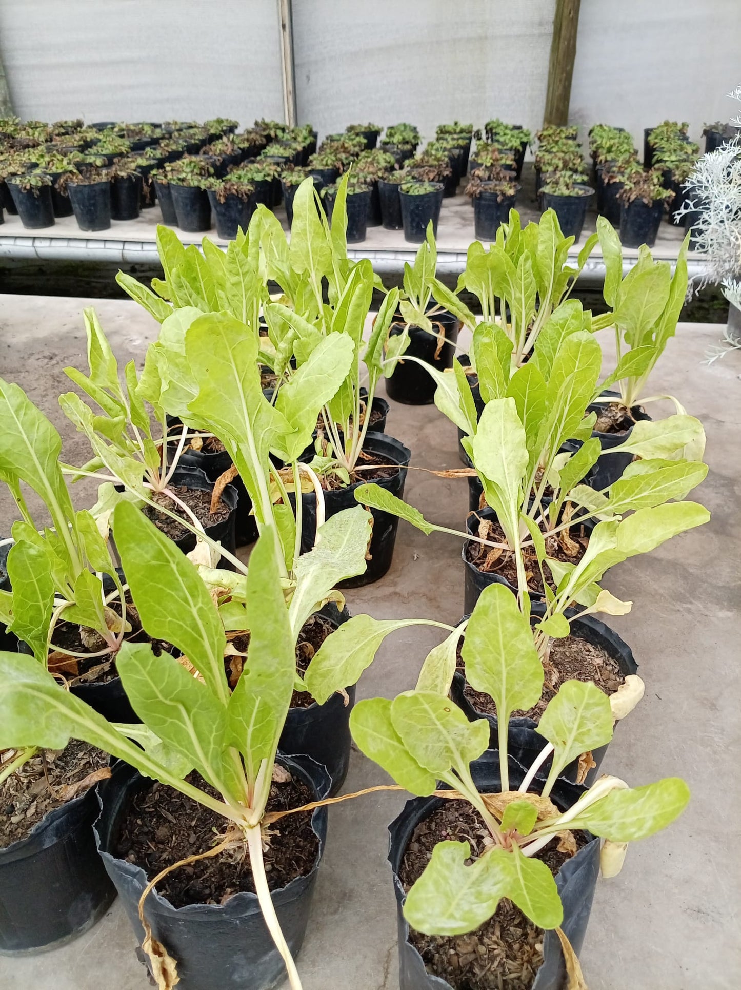 Acelga – Planta para Huerta en Casa