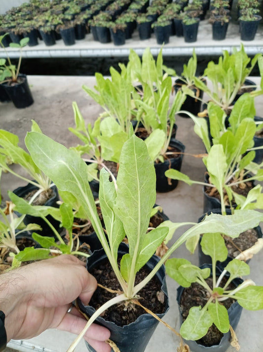 Acelga – Planta para Huerta en Casa