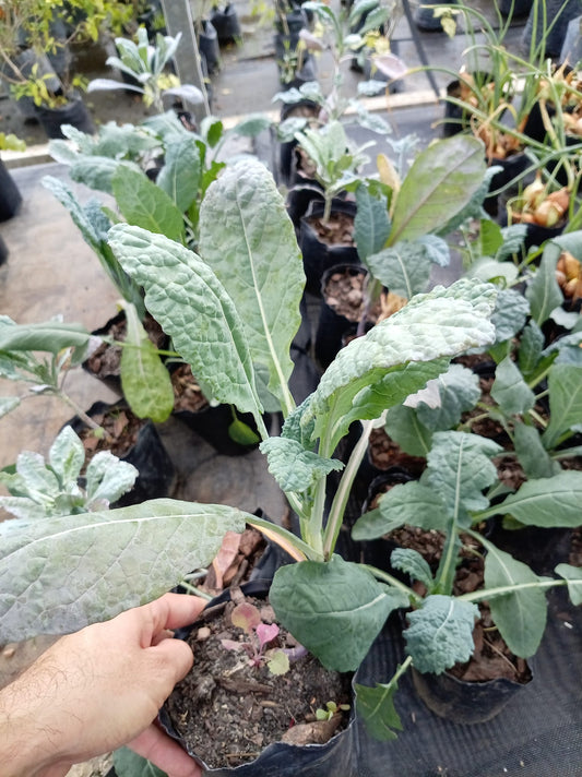 Kale – Planta para Huerta en Casa