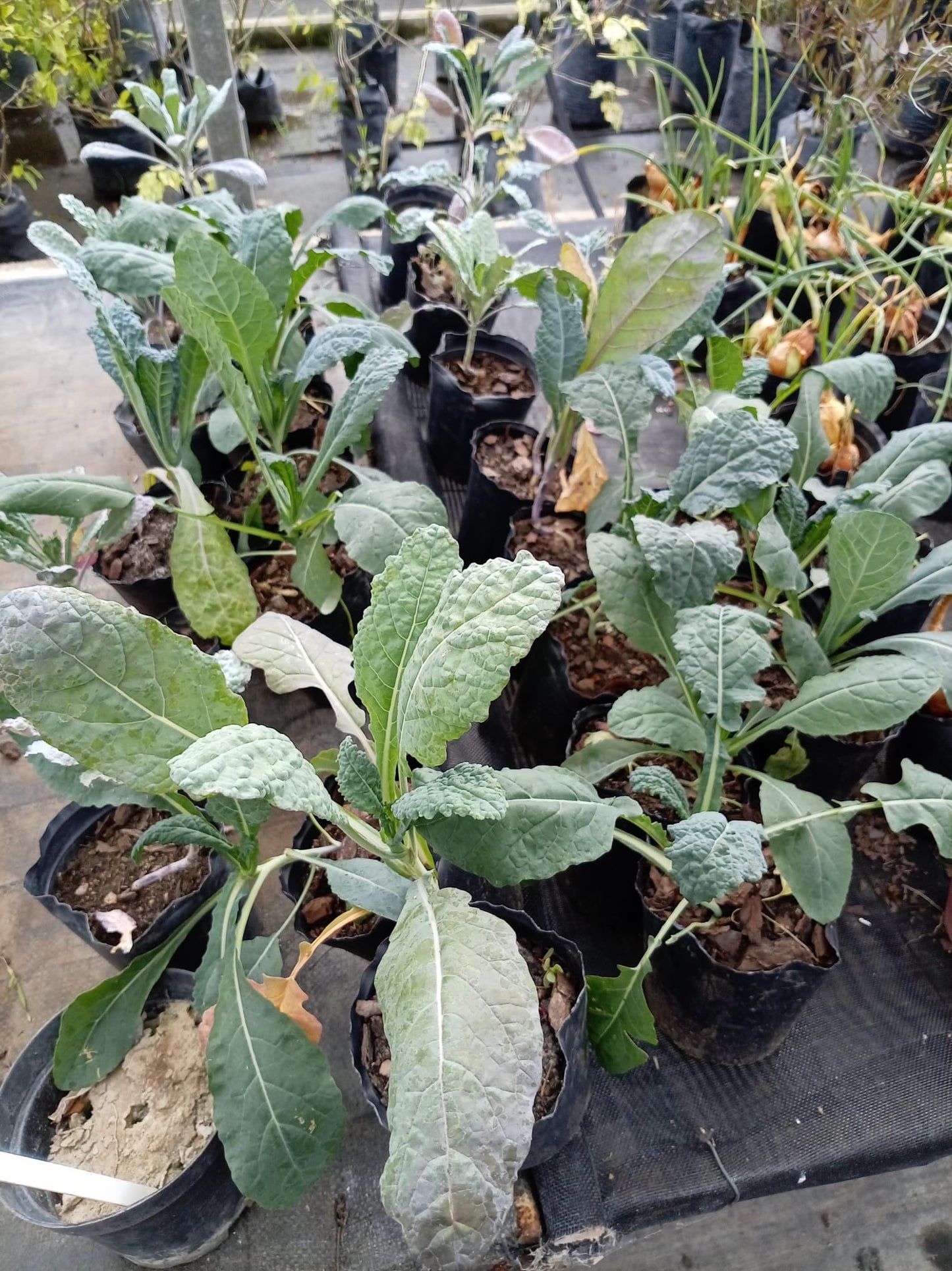 Kale – Planta para Huerta en Casa