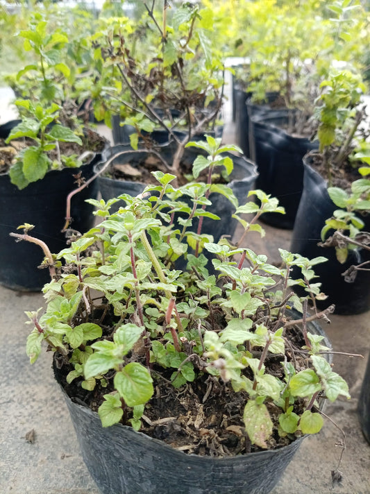 Menta – Aromática Refrescante para Cocina y Bebidas