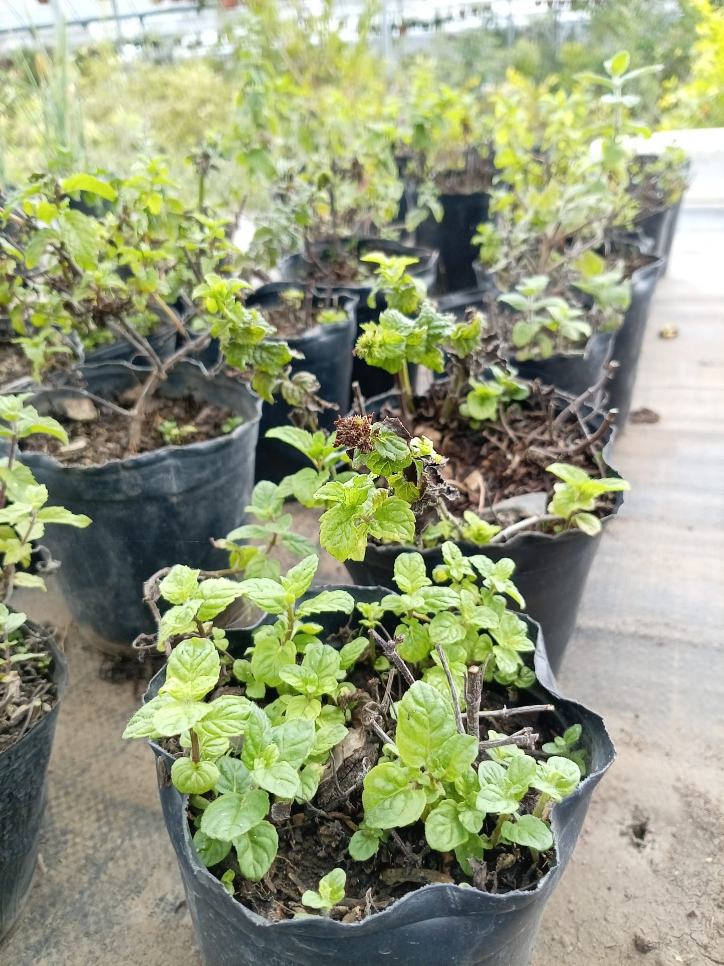 Menta – Aromática Refrescante para Cocina y Bebidas