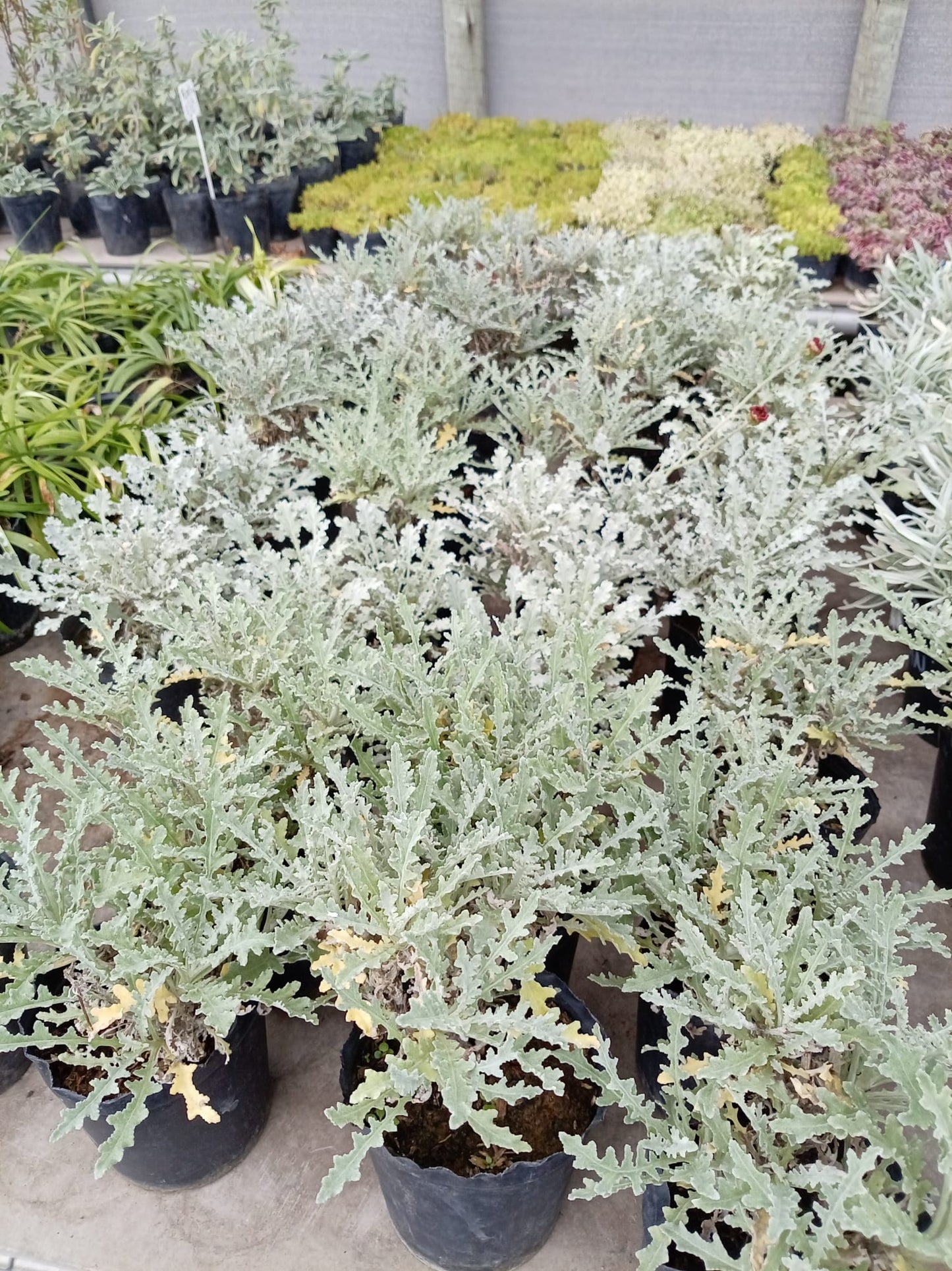 Arctotis – Planta de Exterior (Floración Estacional)