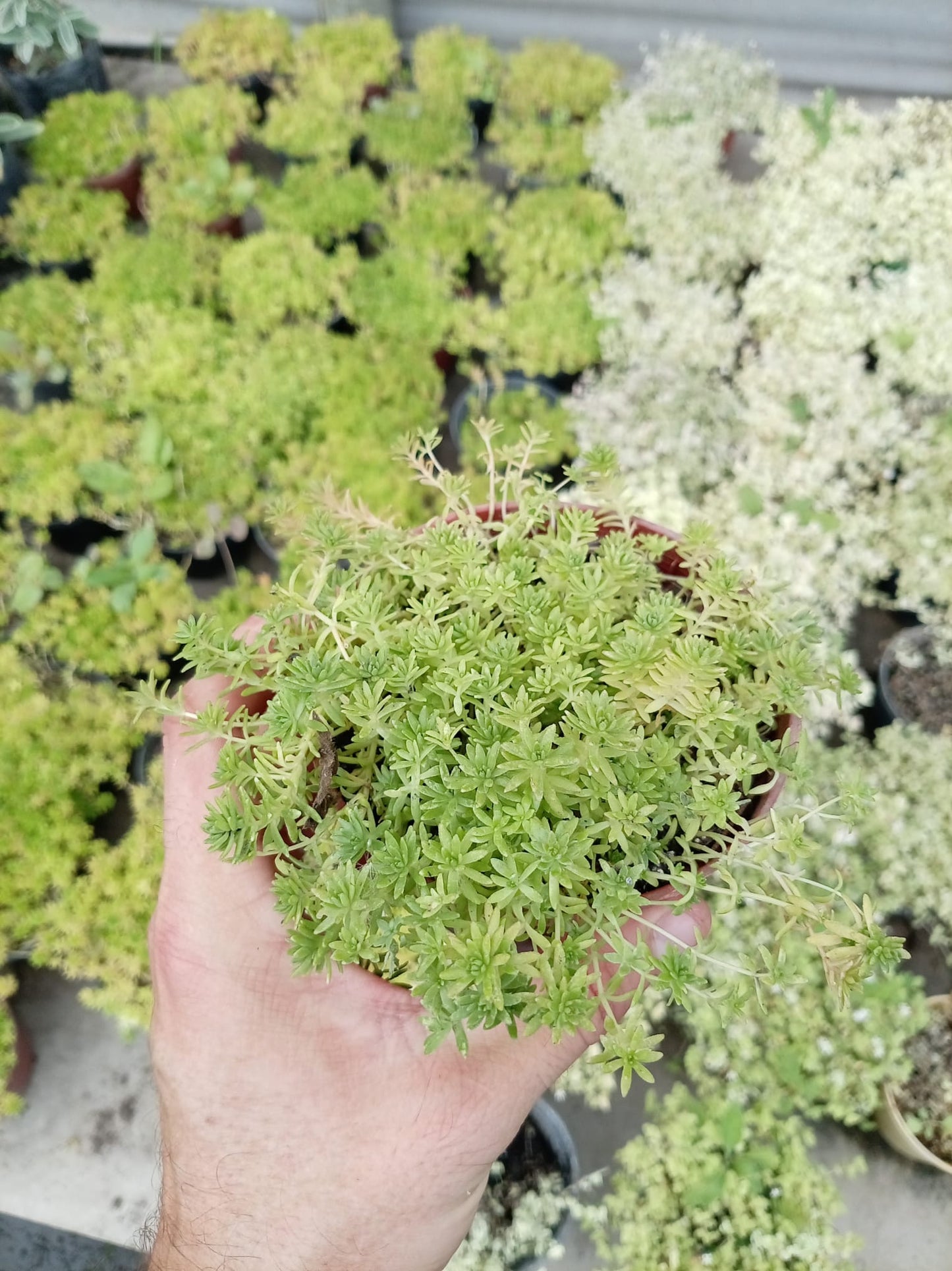 Crassa – Suculenta de Interior y Exterior Protegido