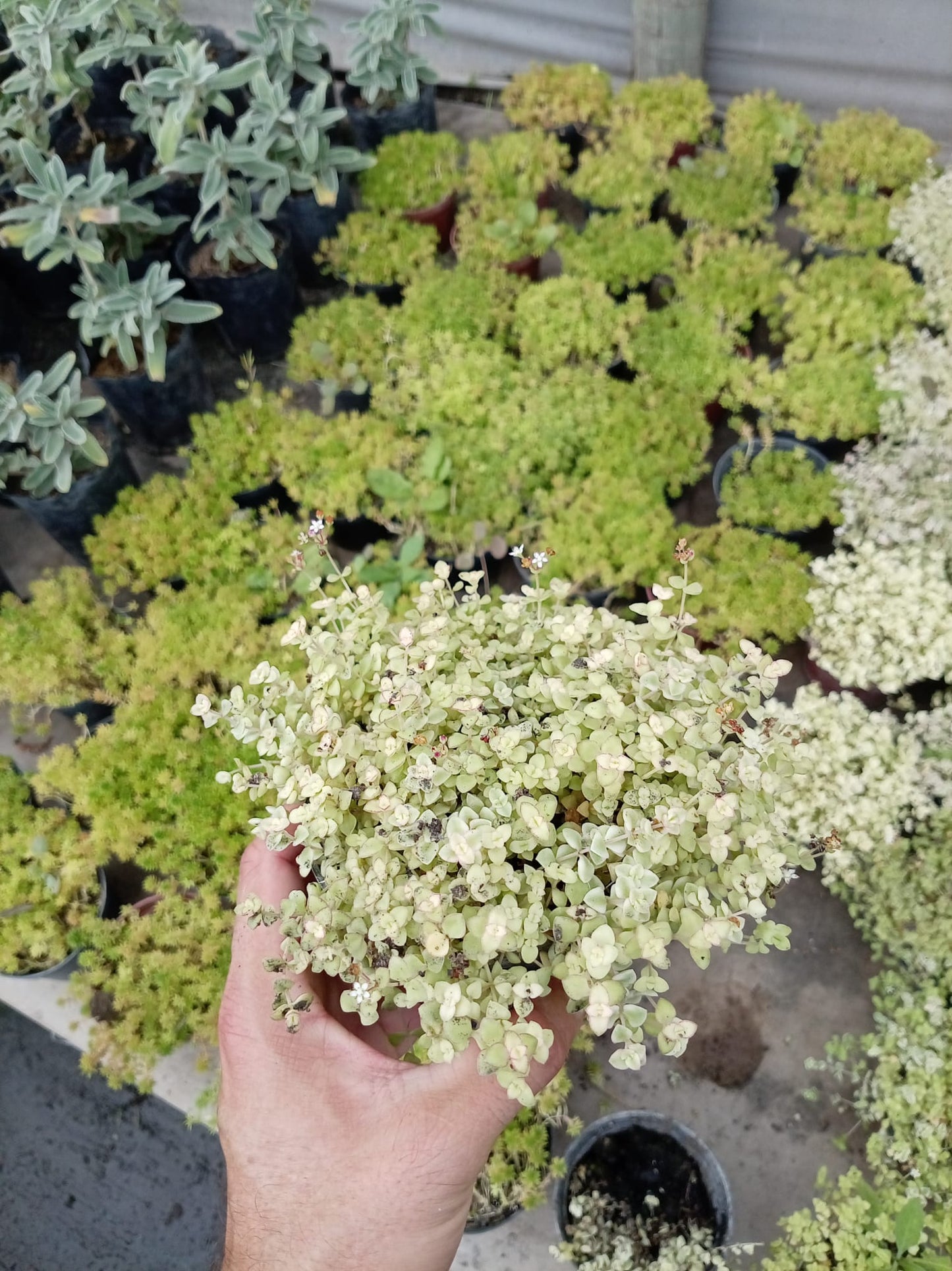 Crassa – Suculenta de Interior y Exterior Protegido