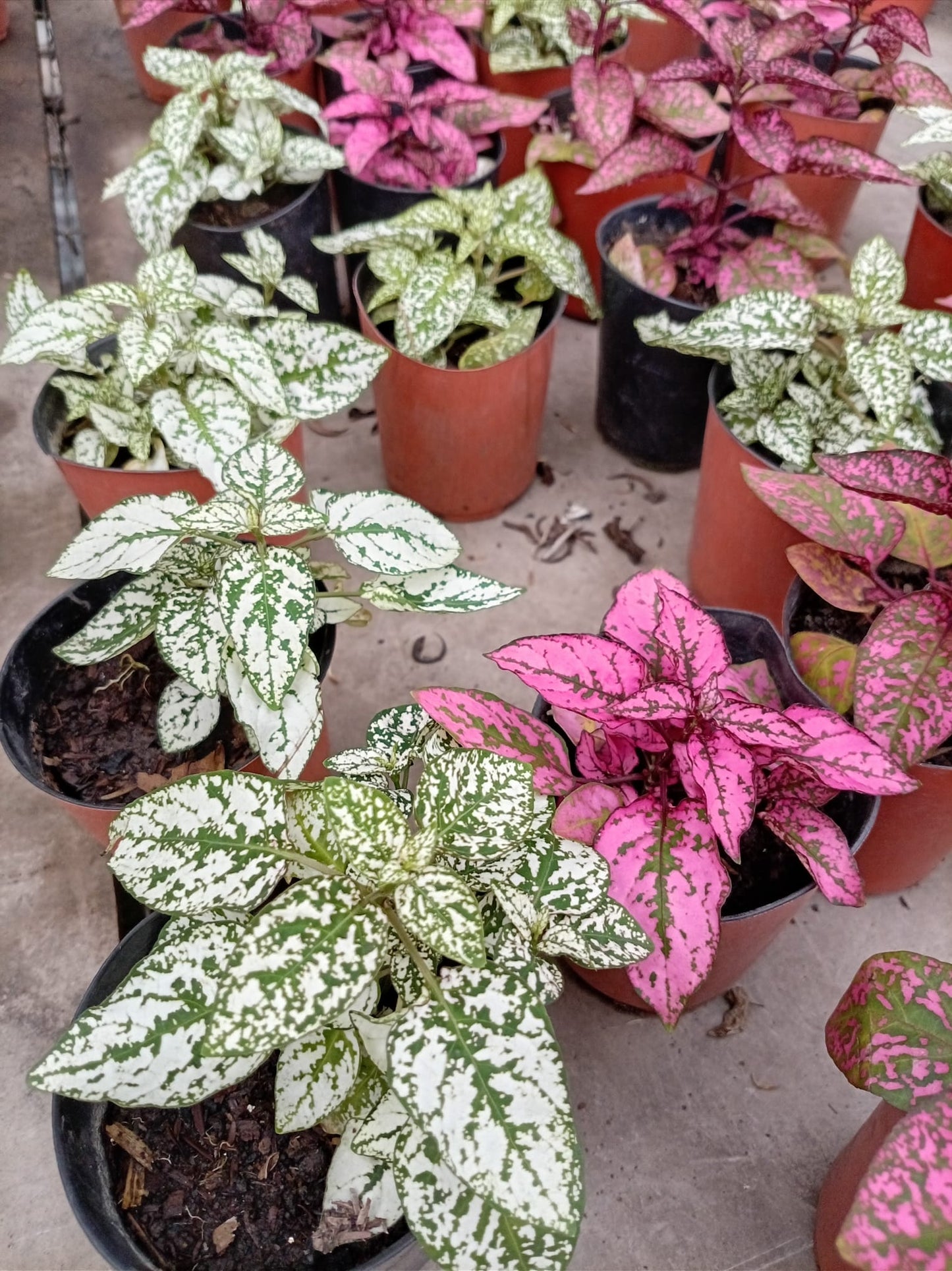 Paleta de Pintor – Planta de Interior de Follaje Colorido