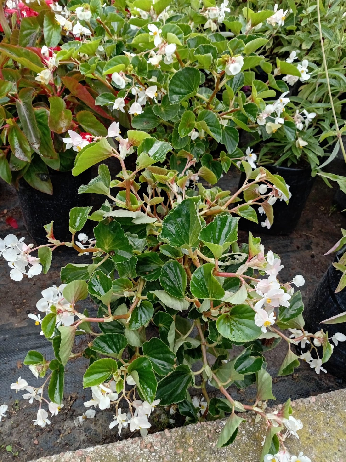 Begonia Baby Wing – Planta con Flor para Interior y Exterior