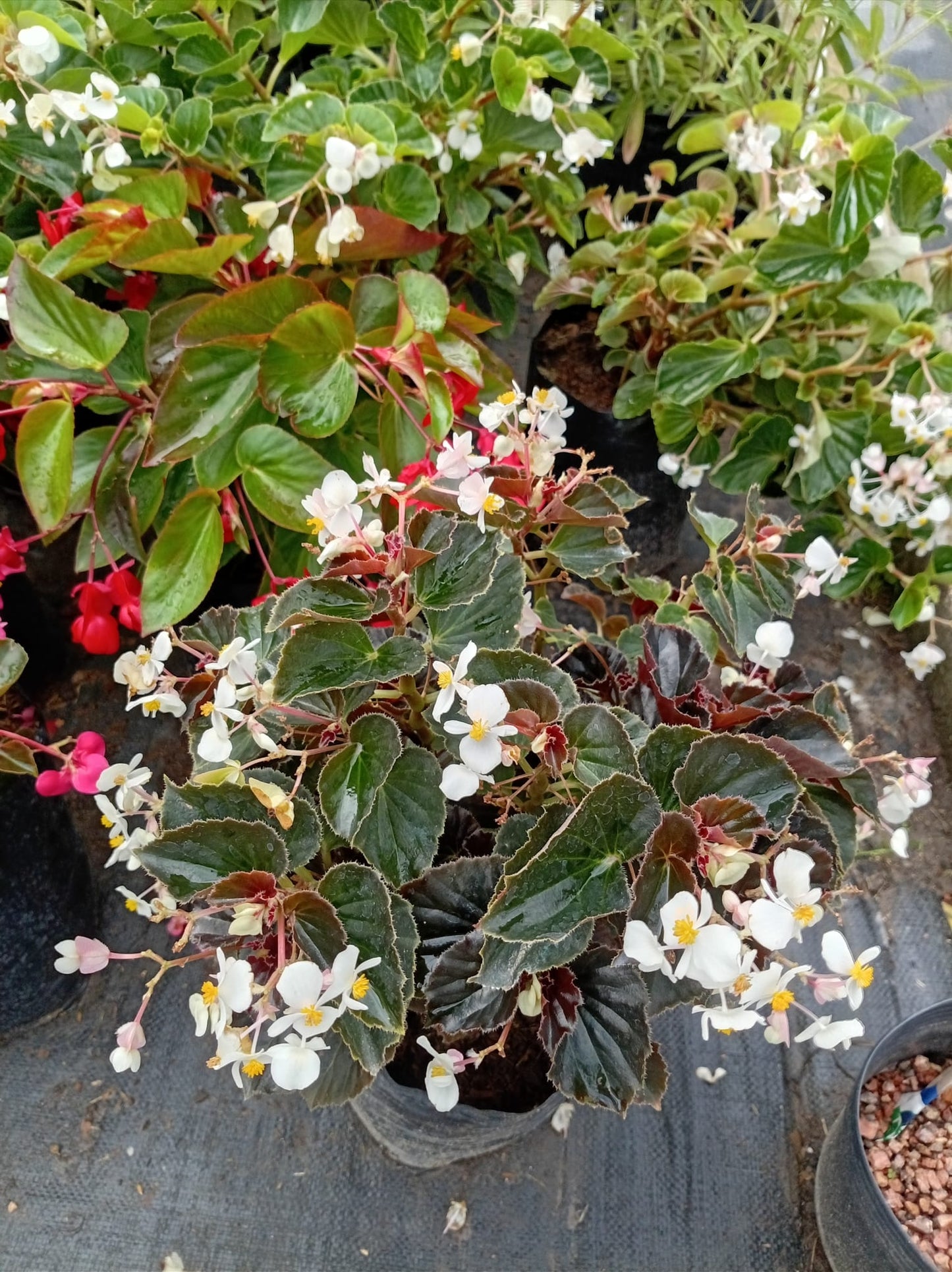 Begonia Baby Wing – Planta con Flor para Interior y Exterior