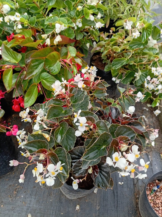 Begonia Baby Wing – Planta con Flor para Interior y Exterior