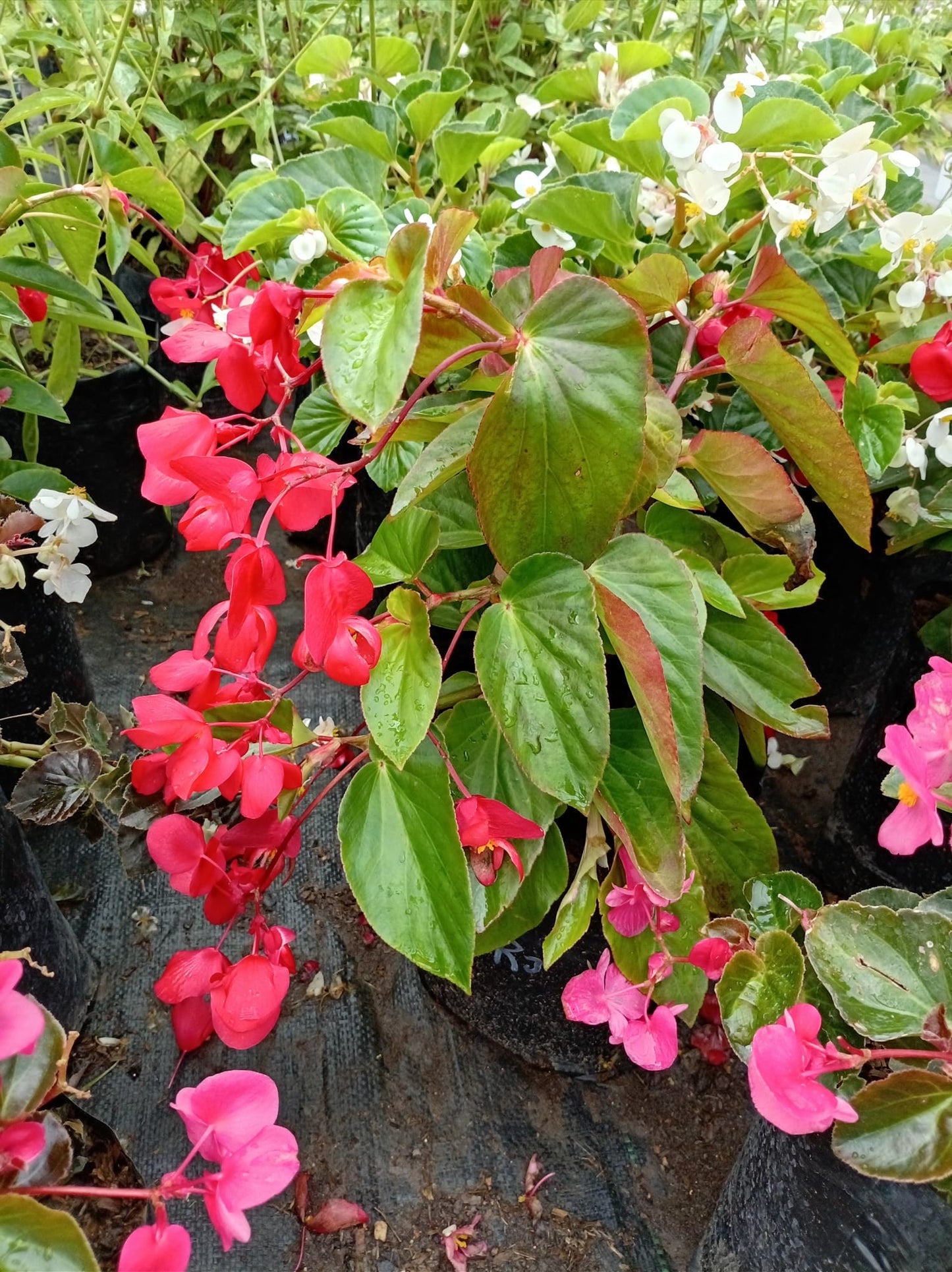 Begonia Baby Wing – Planta con Flor para Interior y Exterior
