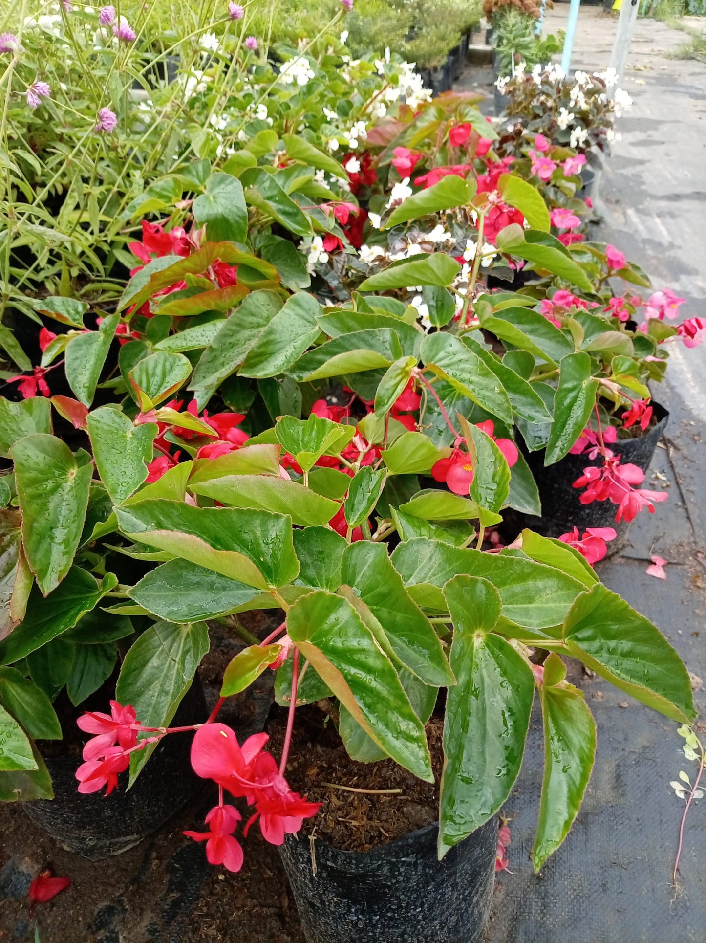 Begonia Baby Wing – Planta con Flor para Interior y Exterior