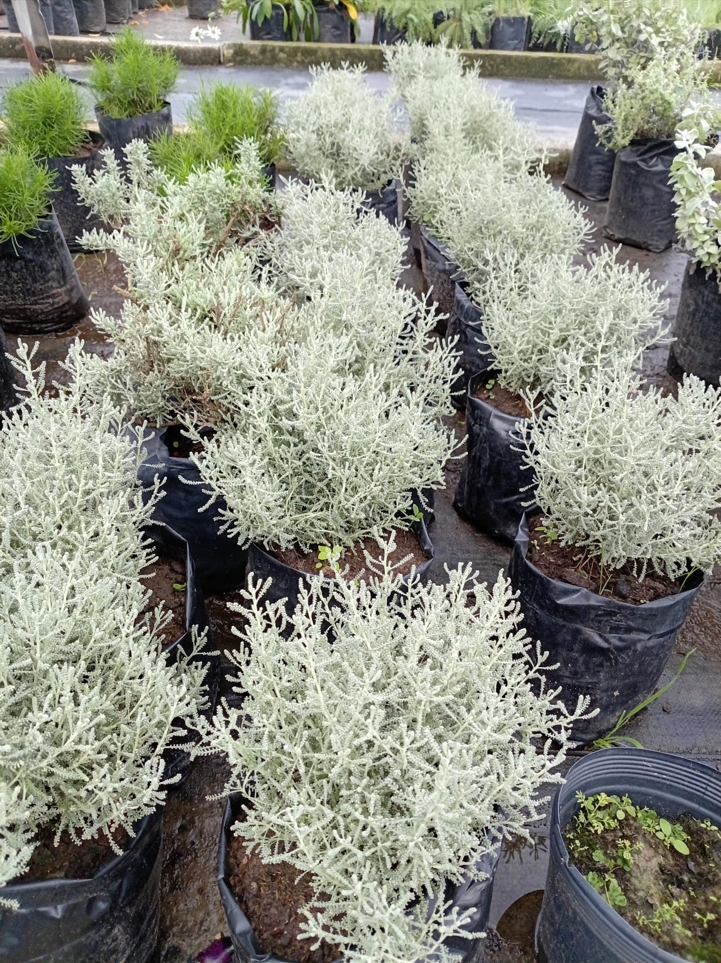 Santolina – Planta de Exterior de Follaje Plateado