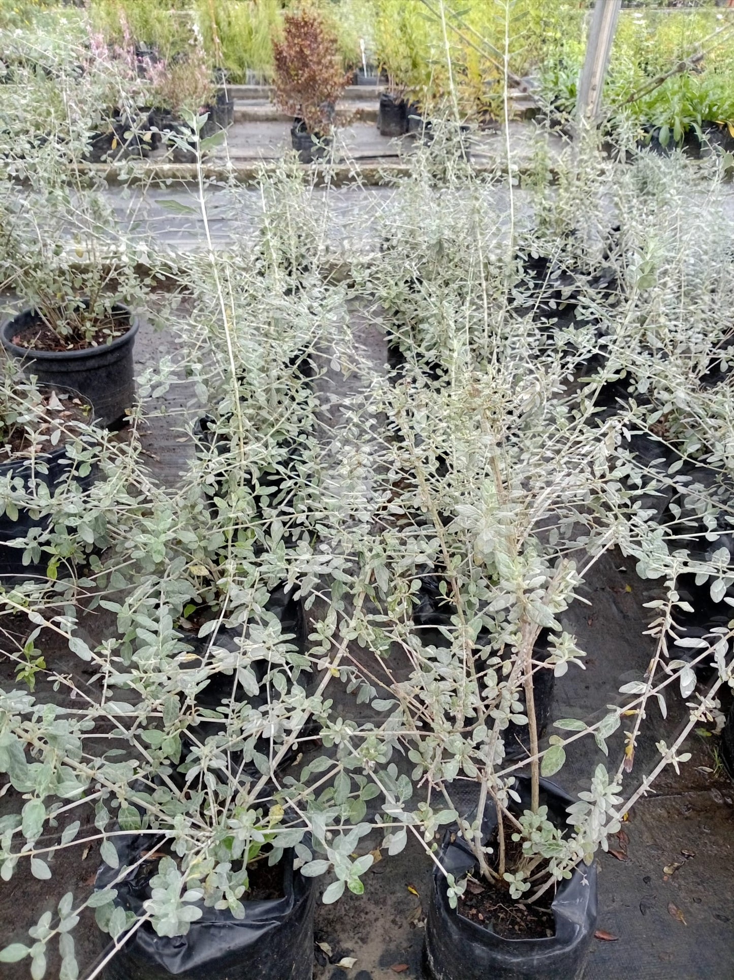 Teucrium fruticans – Arbusto de Exterior de Follaje Plateado