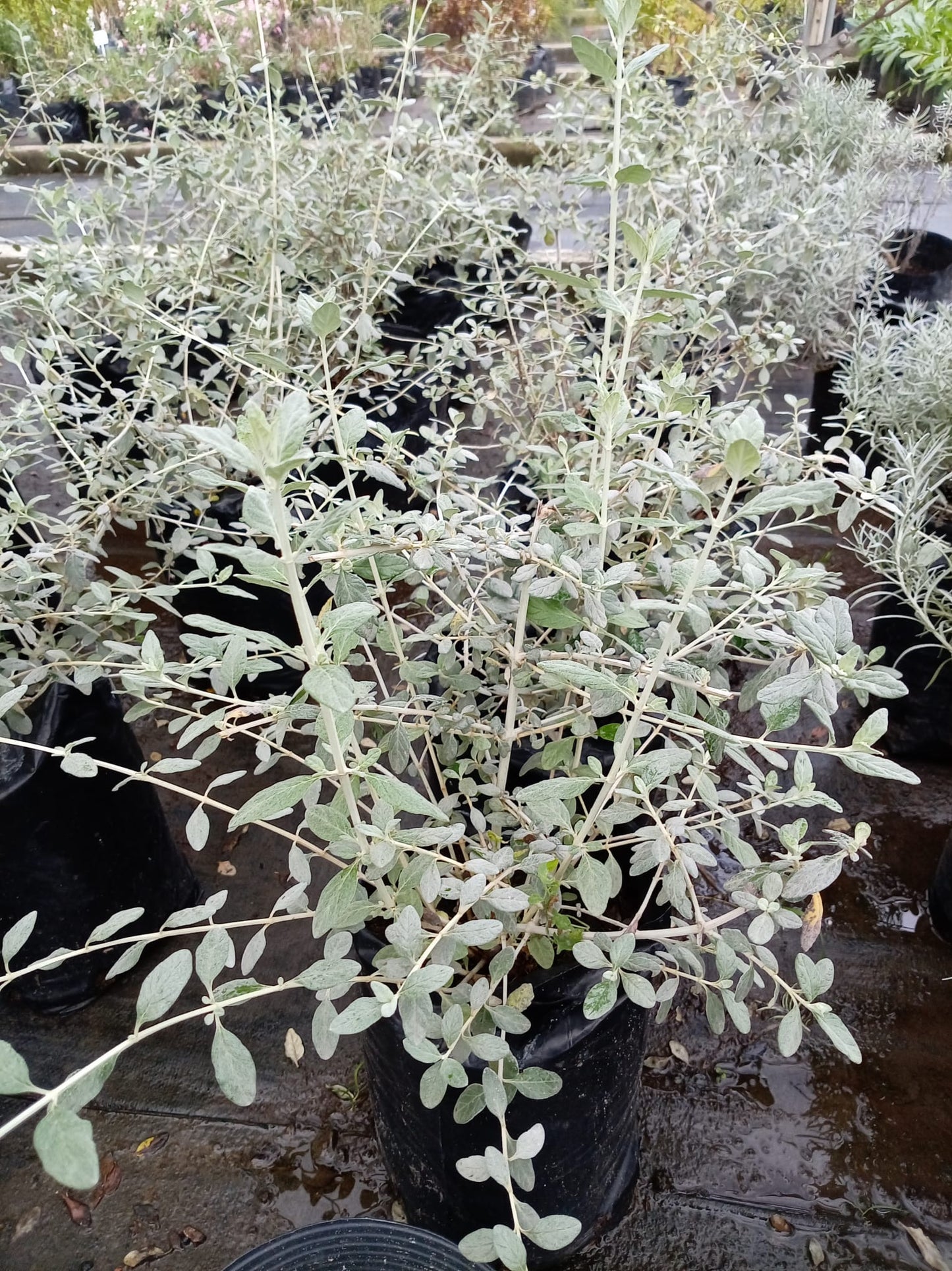 Teucrium fruticans – Arbusto de Exterior de Follaje Plateado
