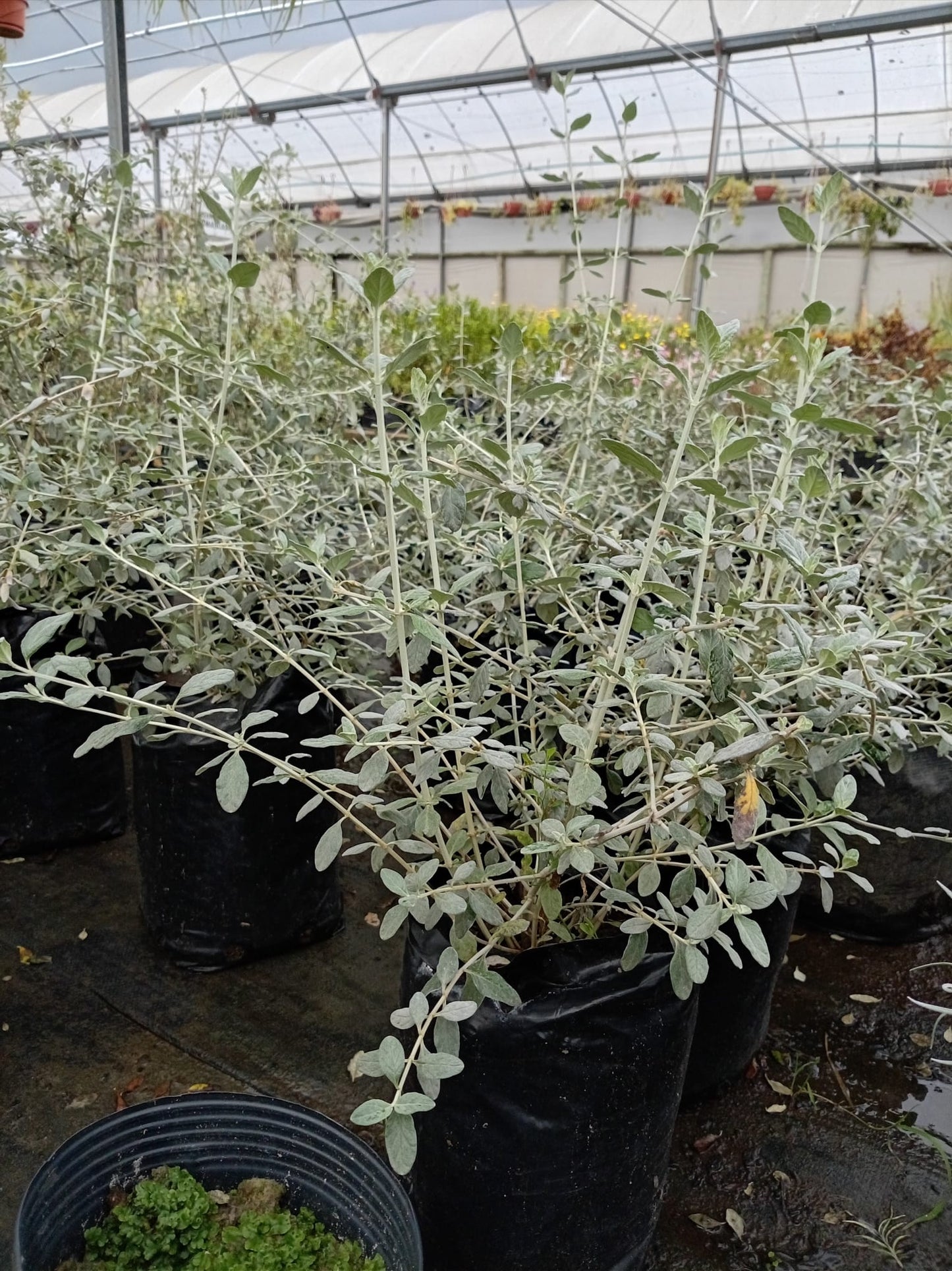 Teucrium fruticans – Arbusto de Exterior de Follaje Plateado