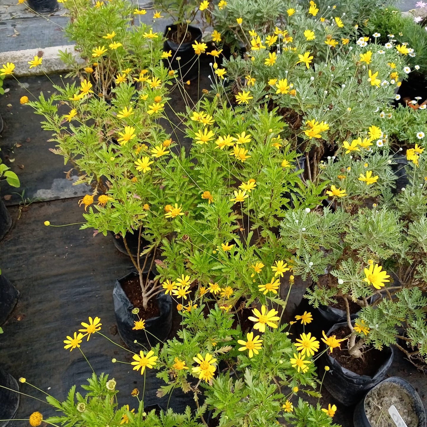 Euryops Margarita amarilla – Planta de Exterior con Flor