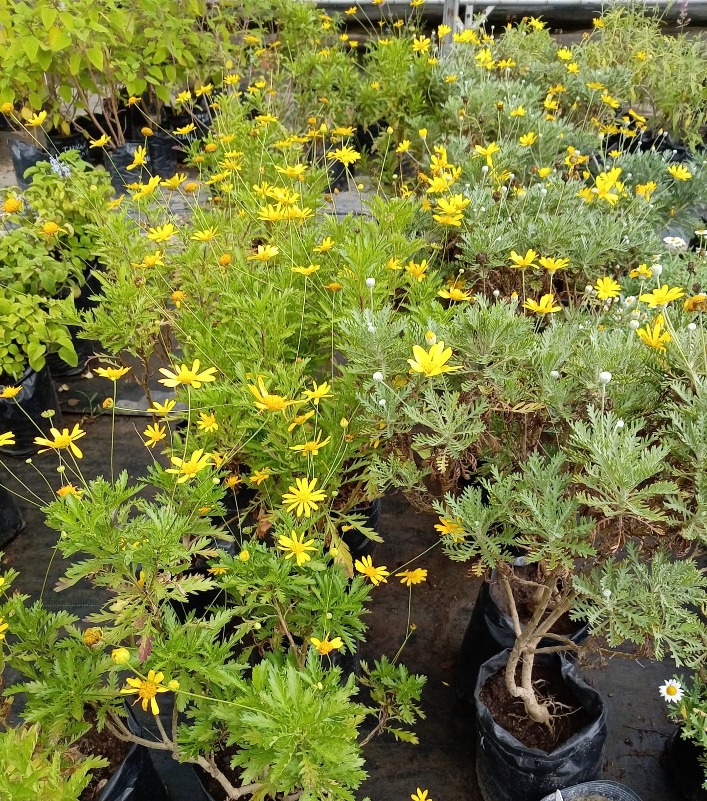 Euryops Margarita amarilla – Planta de Exterior con Flor
