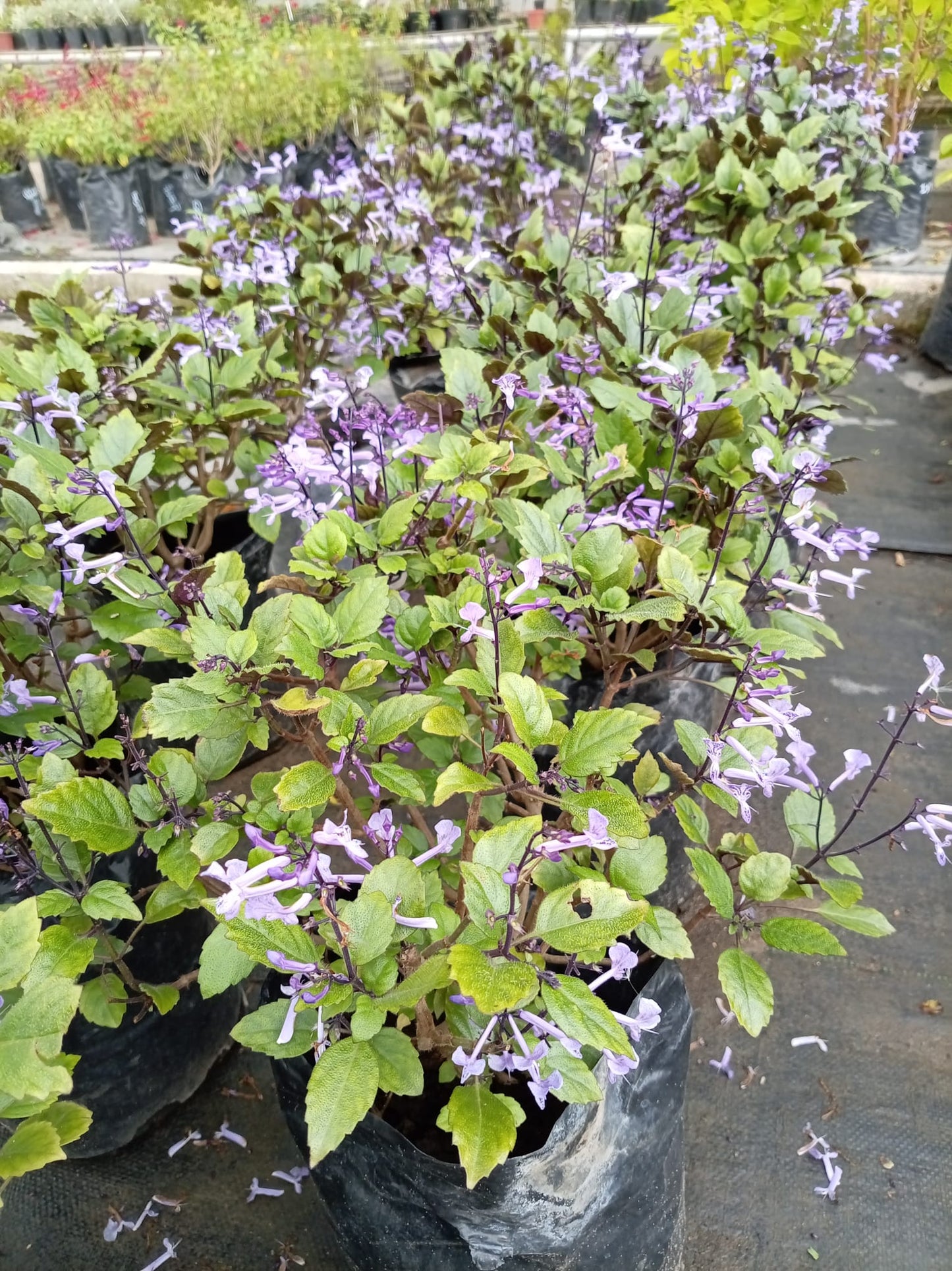Plectranthus Velvet – Planta de Follaje Aterciopelado