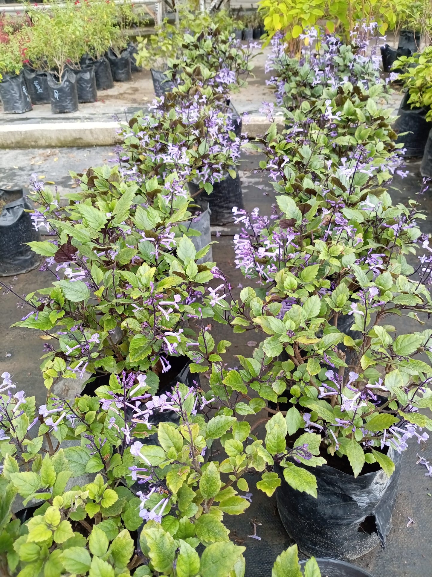 Plectranthus Velvet – Planta de Follaje Aterciopelado
