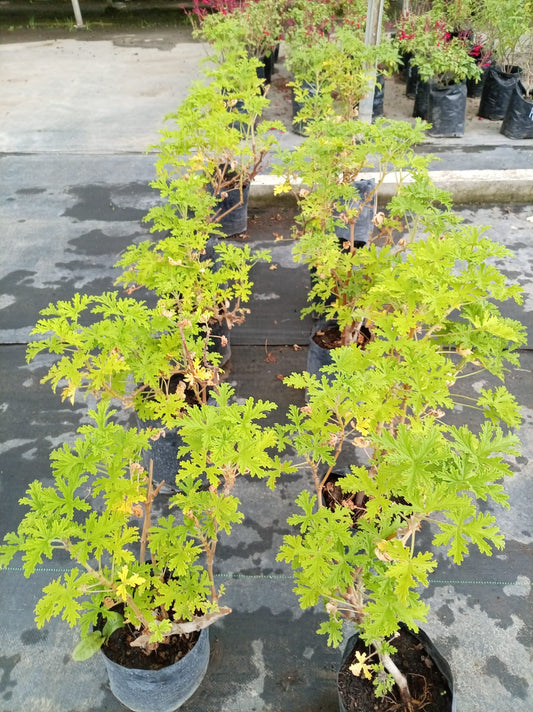 Citronella – Aromática para Exterior y Mosquitos