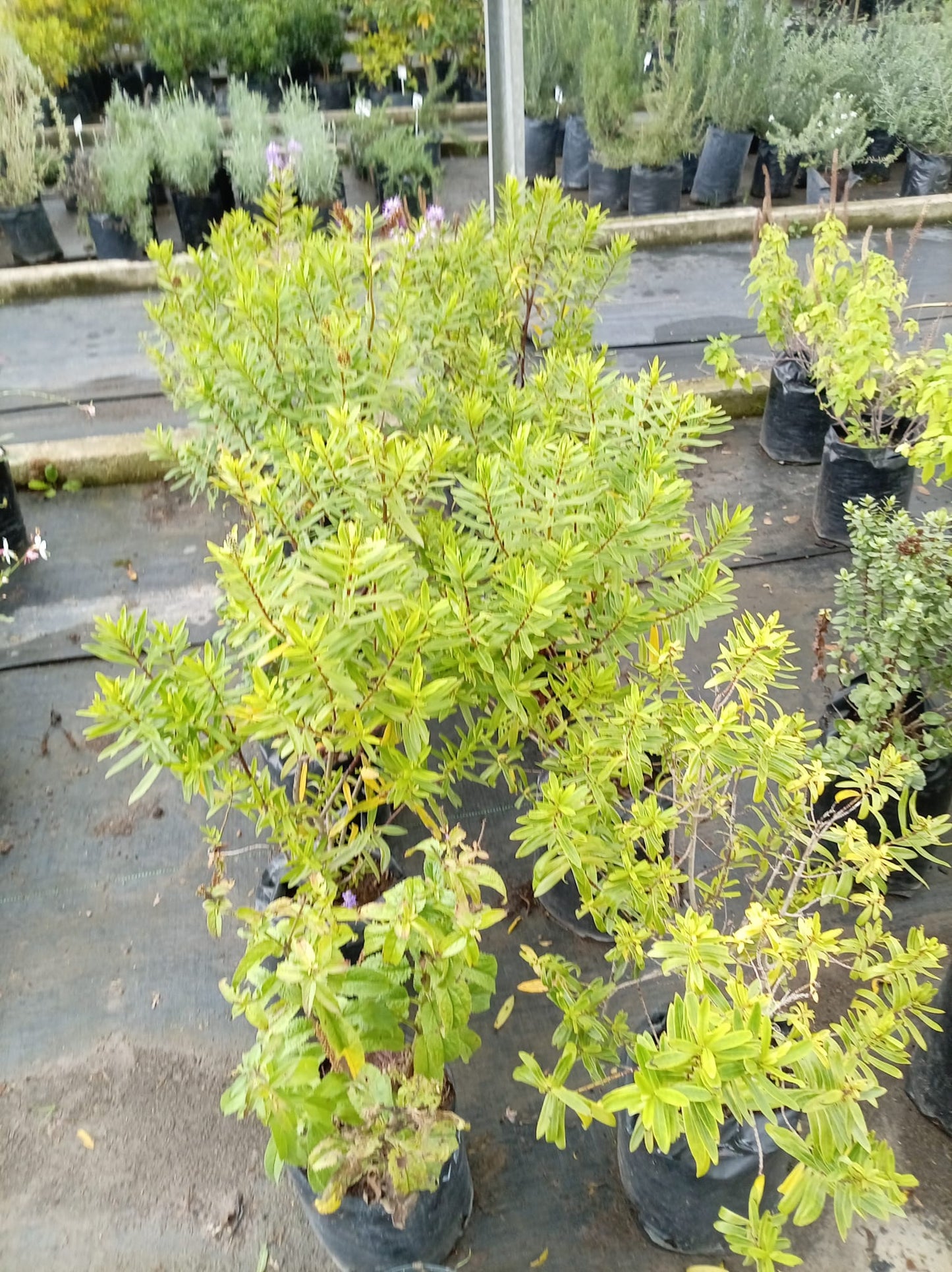 Verónica Herbácea – Planta de Exterior con Flor