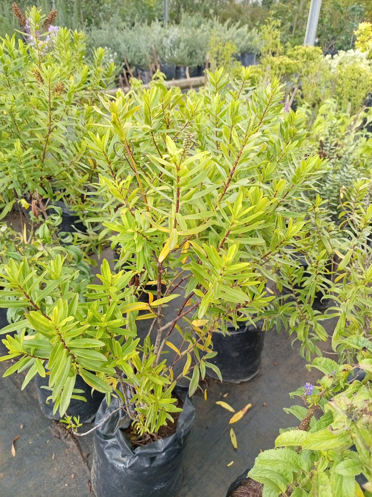Verónica Herbácea – Planta de Exterior con Flor