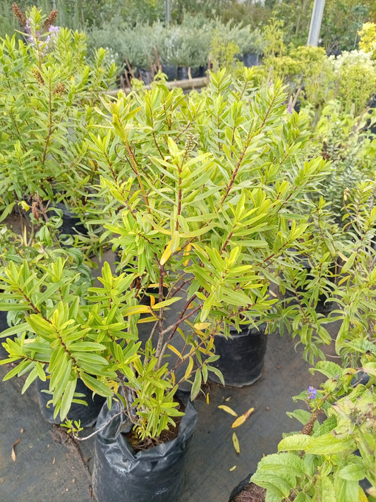 Verónica Herbácea – Planta de Exterior con Flor